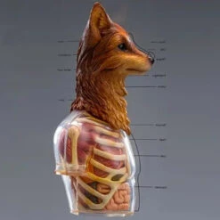Black 13 Park (B13) Black Laborary Series Animal Modification Project - Fox 1/6 Scale Dissected Quarter Bust