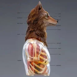 Black 13 Park (B13) Black Laborary Series Animal Modification Project - Wolf 1/6 Scale Dissected Quarter Bust