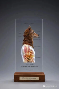 Black 13 Park (B13) Black Laborary Series Animal Modification Project - Wolf 1/6 Scale Dissected Quarter Bust -US Model Figures Sales 2024 mmexport1676511083458 18108.1676518392