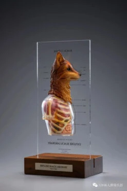 Black 13 Park (B13) Black Laborary Series Animal Modification Project - Fox 1/6 Scale Dissected Quarter Bust -US Model Figures Sales 2024 mmexport1676511100279 58819.1676518631